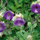 Cobaea Scandens Vine 10 Seeds Cathedral Bells Cup and Saucer Climber