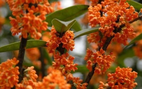 Osmanthus Fragrans Orange 5 Seeds Fragrant Sweet Olive Tree Shrub Cold Hardy