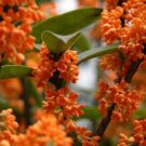 Osmanthus Fragrans Orange 5 Seeds Fragrant Sweet Olive Tree Shrub Cold Hardy