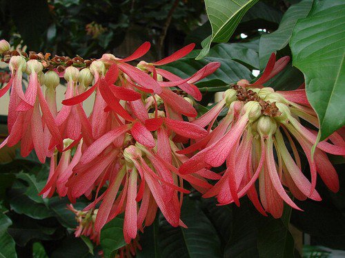 Triplaris Cumingiana Tropical Long John or Ant Tree 5 Seeds