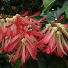 Triplaris Cumingiana Tropical Long John or Ant Tree 5 Seeds