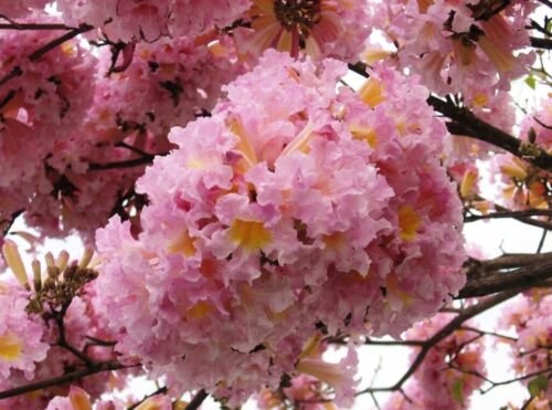 Tabebuia Rosea Tree 15 Seeds Pink Poui Flowering Garden Trumpet Tree