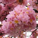 Tabebuia Rosea Tree 15 Seeds Pink Poui Flowering Garden Trumpet Tree