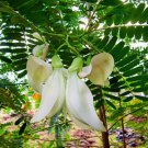 Sesbania Grandiflora Original White 10 Seeds Hummingbird Tree Edible Agati