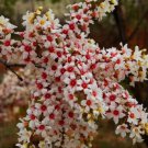 Xanthoceras Sorbifolium 5 Seeds Hardy Yellowhorn Stunning Shrub or Small Tree