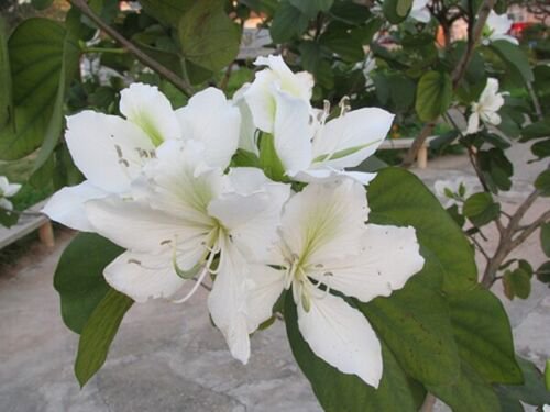 Bauhinia Alba 7 Seeds Fragrant Flowering White Orchid Tree Camel's Foot