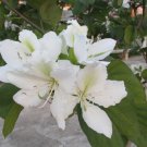 Bauhinia Alba 7 Seeds Fragrant Flowering White Orchid Tree Camel's Foot