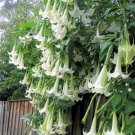Brugmansia Suaveolens White 10 Seeds Brazil's Angel Trumpet Tree Small Shrub