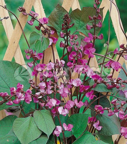 Lablab Purpureus 10 Seeds Hyacinth Bean Dolichos Vine Ships From The