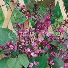 Lablab Purpureus 10 Seeds Hyacinth Bean Dolichos Vine Ships From The