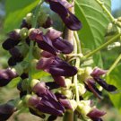 Mucuna Pruriens Vine 5 Seeds Velvet Bean Cowitch White Strain