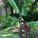 Musa Balbisiana Atia Black 10 Seeds Cold Hardy Thai Banana Fruit Tree