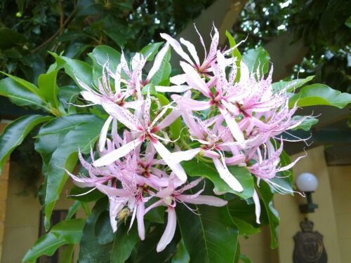Calodendrum Capense 4 Seeds African Cape Flowering Chestnut Garden Tree
