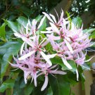 Calodendrum Capense 4 Seeds African Cape Flowering Chestnut Garden Tree