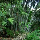 Dendrocalamus Strictus 10 Seeds Male Bamboo Solid Bamboo Calcutta Bamboo