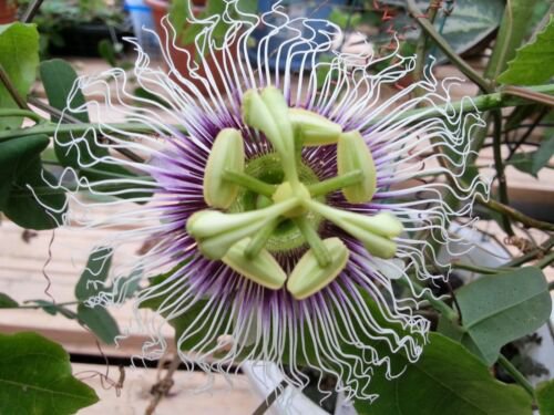 Passiflora Edulis Golden Giant Vine 10 Seeds Passion Fruit From Garden