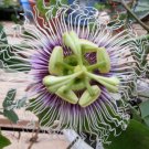 Passiflora Edulis Golden Giant Vine 10 Seeds Passion Fruit From Garden