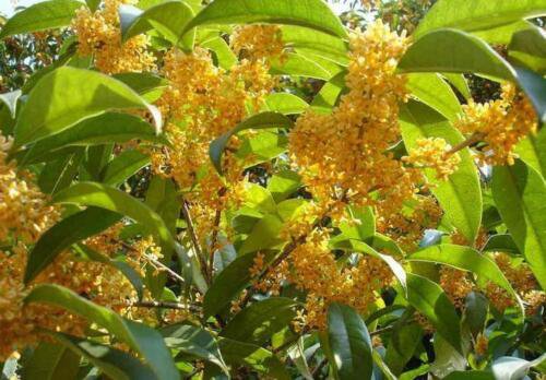 Osmanthus Fragrans Yellow 5 Seeds Very Fragrant Olive Cold Hardy Sweet Olive