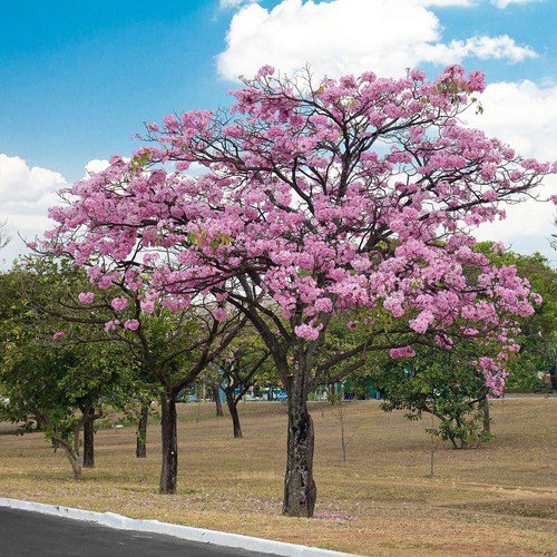 Tabebuia Rosea Tree 15 Seeds Pink Poui Flowering Trumpet