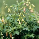 Astragalus Membranaceus Var. Mongholicus 50 Seeds Milk Vetch Herb