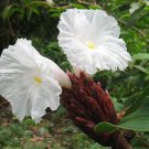 Costus Speciosus 15 Seeds Cheilocostus Speciosus Hardy Crepe Spiral Ginger