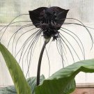 Tacca Chantrieri 10 Seeds The Greenhouse Black Bat Plant TROPICAL
