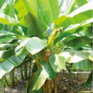 Musa Ochracea 8 Seeds Rare Asian Banana Fruit Tree Tropical Ornamental