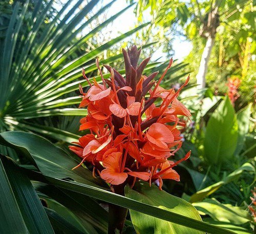 Hedychium Deceptum Rubrum 8 Seeds Cold Hardy Red Ginger Lily