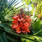 Hedychium Deceptum Rubrum 8 Seeds Cold Hardy Red Ginger Lily