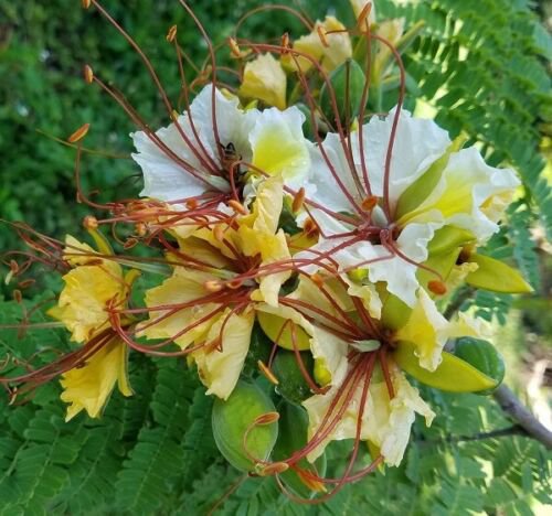 Delonix Elata Tree 5 Seeds Tropical White Gulmohar Poinciana Bonsai