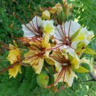 Delonix Elata Tree 5 Seeds Tropical White Gulmohar Poinciana Bonsai