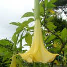 Brugmansia Suaveolens Yellow 10 Seeds Angel Trumpet Tree Small Shrub