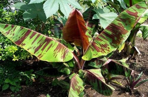 Musa Sikkimensis Red Tiger 10 Seeds Cold Hardy Darjeeling Banana Tree Sikkim