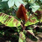 Musa Sikkimensis Red Tiger 10 Seeds Cold Hardy Darjeeling Banana Tree Sikkim