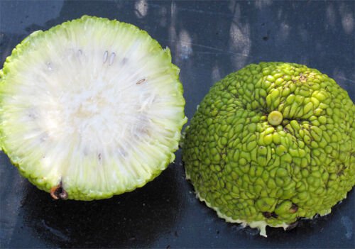 Maclura Pomifera Tree 10 Seeds Native Osage Orange Fruit Hedge Horse Apple
