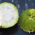 Maclura Pomifera Tree 10 Seeds Native Osage Orange Fruit Hedge Horse Apple