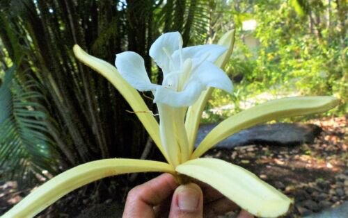 Pterospermum Acerifolium 6 Seeds Bayur Dinner Plate Tree Fragrant Karnikara