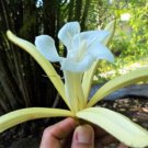 Pterospermum Acerifolium 6 Seeds Bayur Dinner Plate Tree Fragrant Karnikara