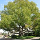 Cinnamomum Camphora Tree 10 Seeds Camphor Laurel Camphorwood