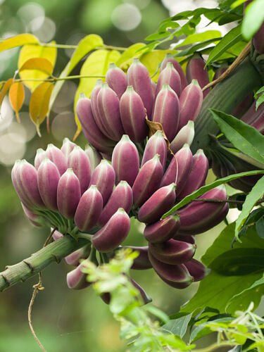 Musa Itinerans 10 Seeds Burmese Blue Yunnan Banana India Tree Cold Hardy