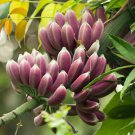 Musa Itinerans 10 Seeds Burmese Blue Yunnan Banana India Tree Cold Hardy