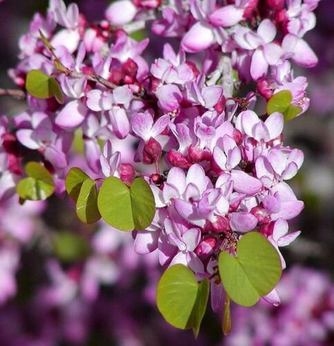 Cercis Occidentalis 25 Seeds Western Redbud Cold Hardy Flowering Shrub Or Tree