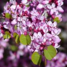 Cercis Occidentalis 25 Seeds Western Redbud Cold Hardy Flowering Shrub Or Tree
