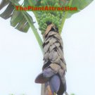 Musa Balbisiana Gigantea 10 Seeds Bhimkol Wild Cultivar India Banana Fruit