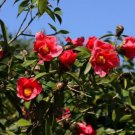Camellia Chekiangoleosa 2 Large Seeds Flowering Shrub Or Small Tree