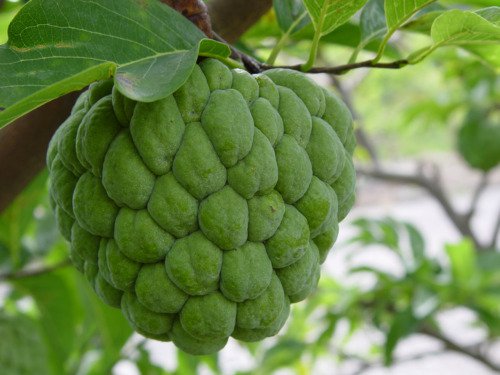 Annona Squamosa 10 Seeds Sugar Custard Apple Sweetsops Fruit Tree Shrub