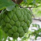 Annona Squamosa 10 Seeds Sugar Custard Apple Sweetsops Fruit Tree Shrub