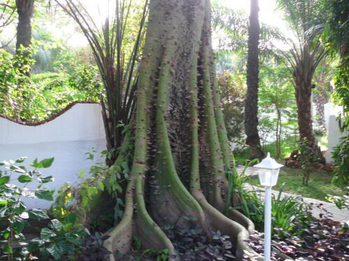 Ceiba Pentandra Tree 15 Seeds Large Kapok Silk Cotton Java Bonsai Samauma