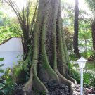 Ceiba Pentandra Tree 15 Seeds Large Kapok Silk Cotton Java Bonsai Samauma