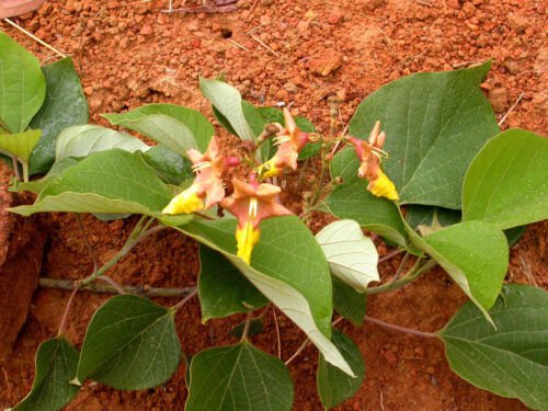 Gmelina Arborea Tree 5-10 Seeds Gambhari Gamhar Snapdragon White Teak